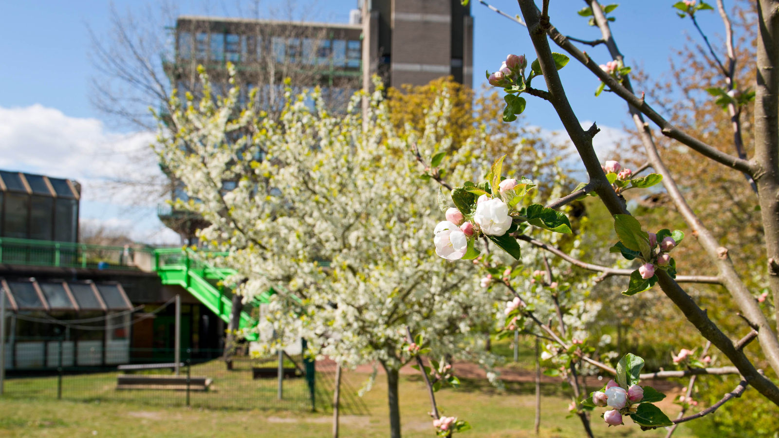 Blooming fruit meadow behind the Sportturm Building