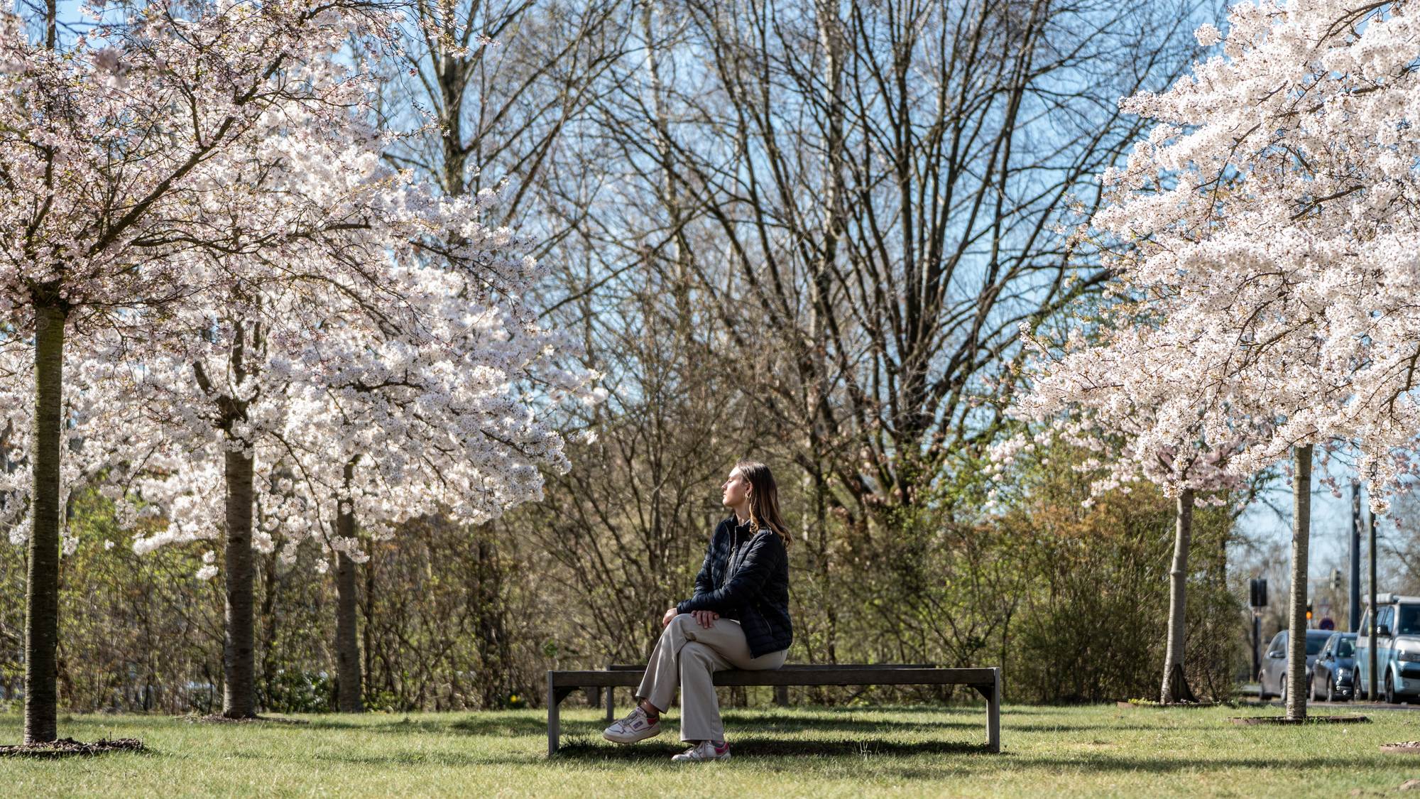 A woman sits on a bench surrounded by blossoming cherry trees.
