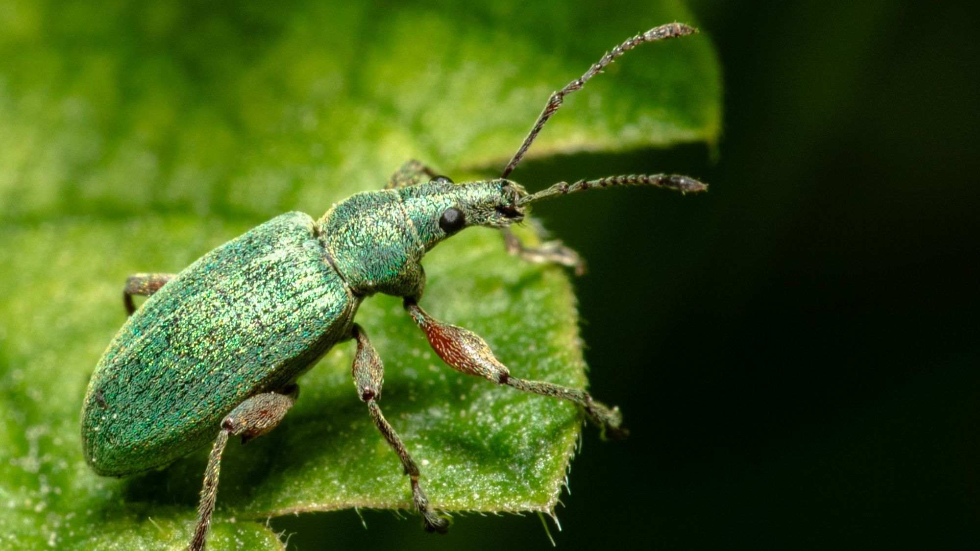 A glossy, green beetle sits on a green leaf.
