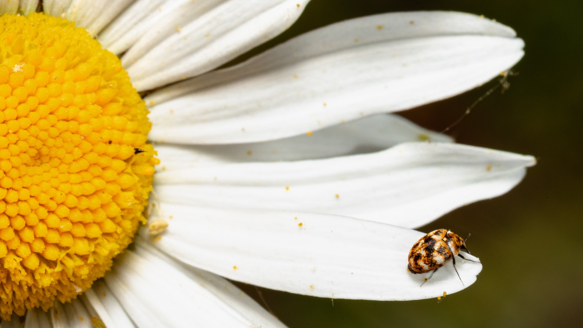 A small red-yellow-black beetle sits on an ox-eye daisy.