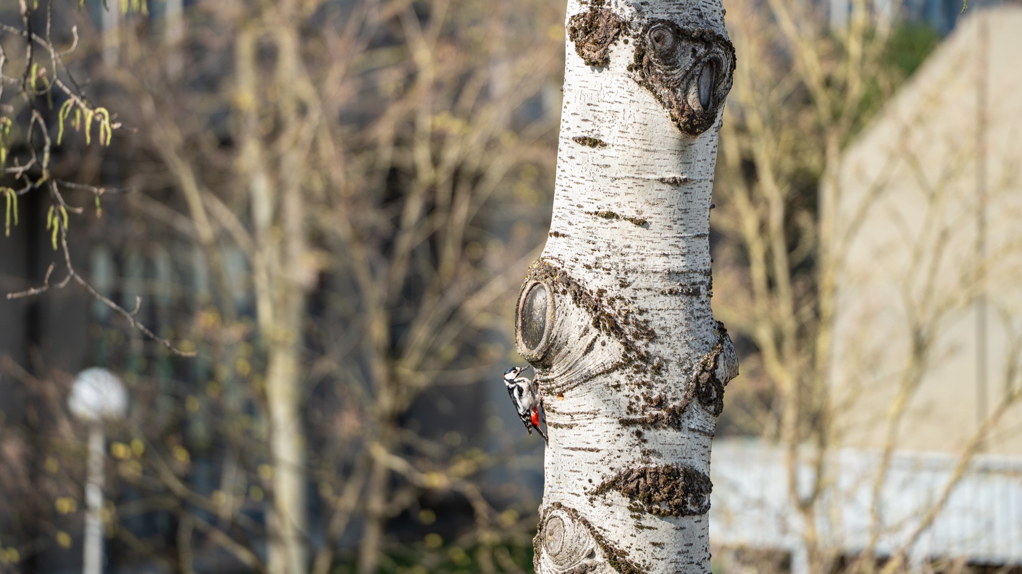 Ein Vogel sitzt auf dem Stamm eines Baumes.