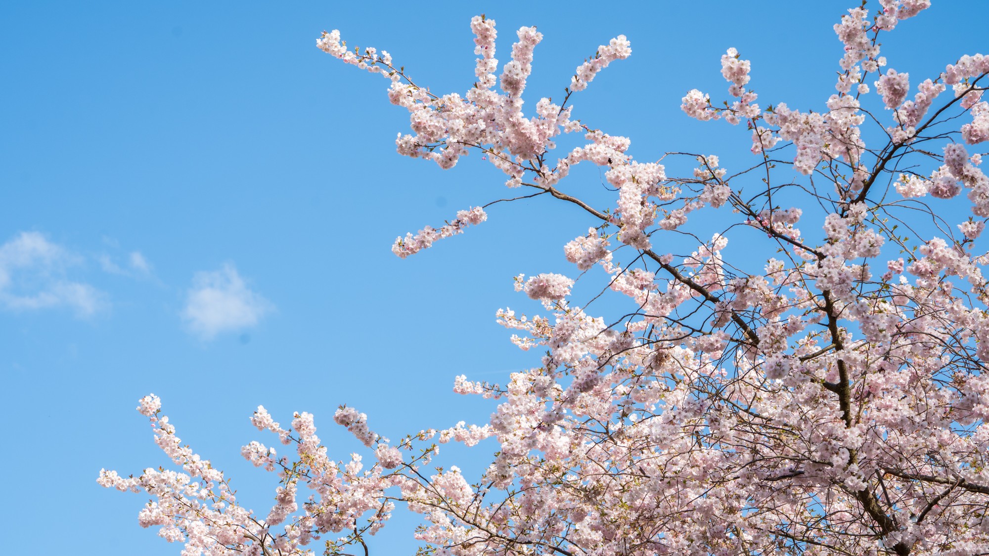 Kirschblüten vor einem blauen Himmel