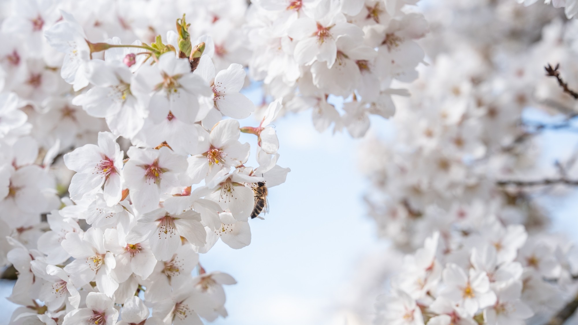 Kirschblüten, auf denen eine Biene sitzt