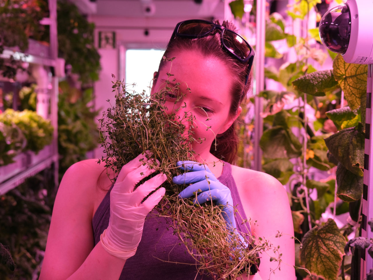 One person holds a bunch of fresh thyme and smells it.