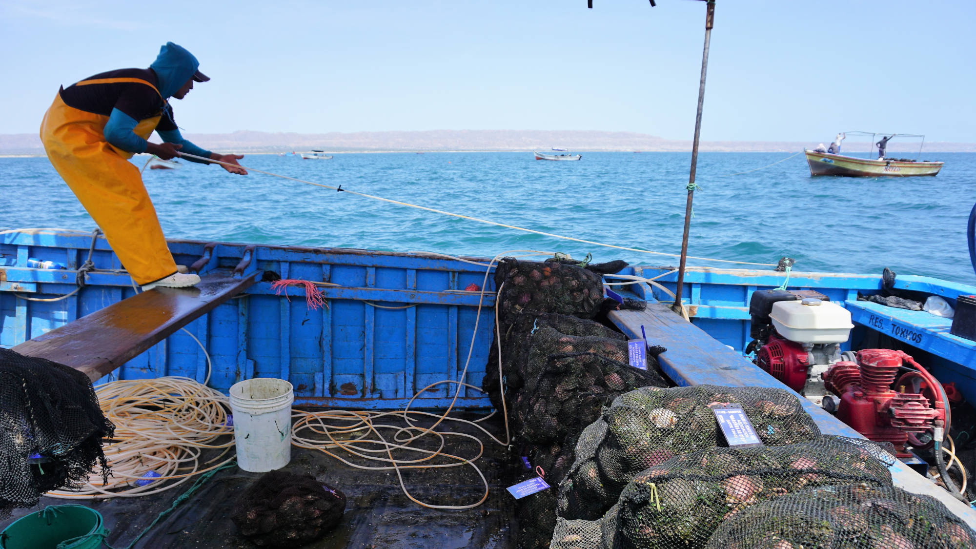 Ein Kleinfischer auf seinem blauen Boot ist dabei, Purpur-Kammmuscheln zu ernten