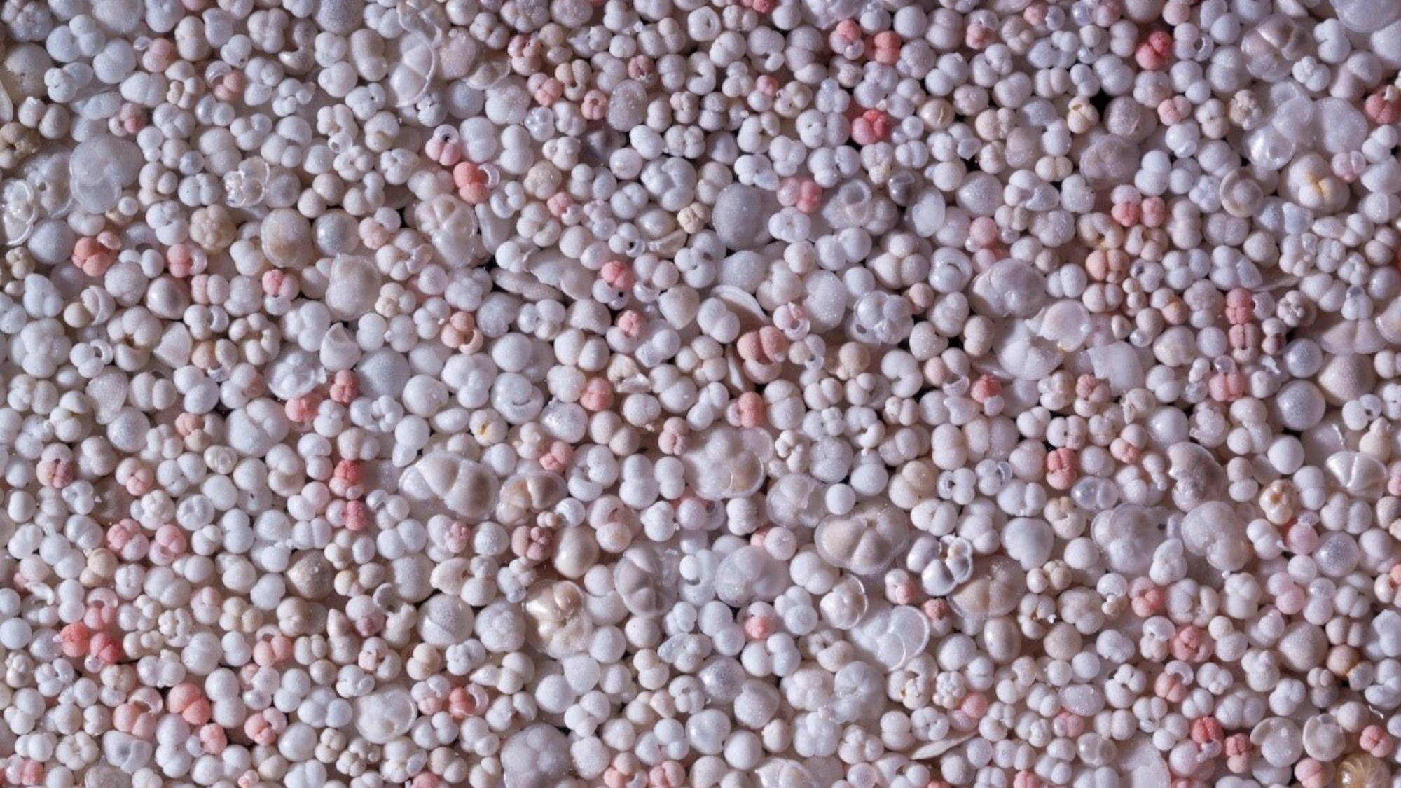 Kalkgehäuse von planktonischen Foraminiferen aus Sedimenten der Karibik.