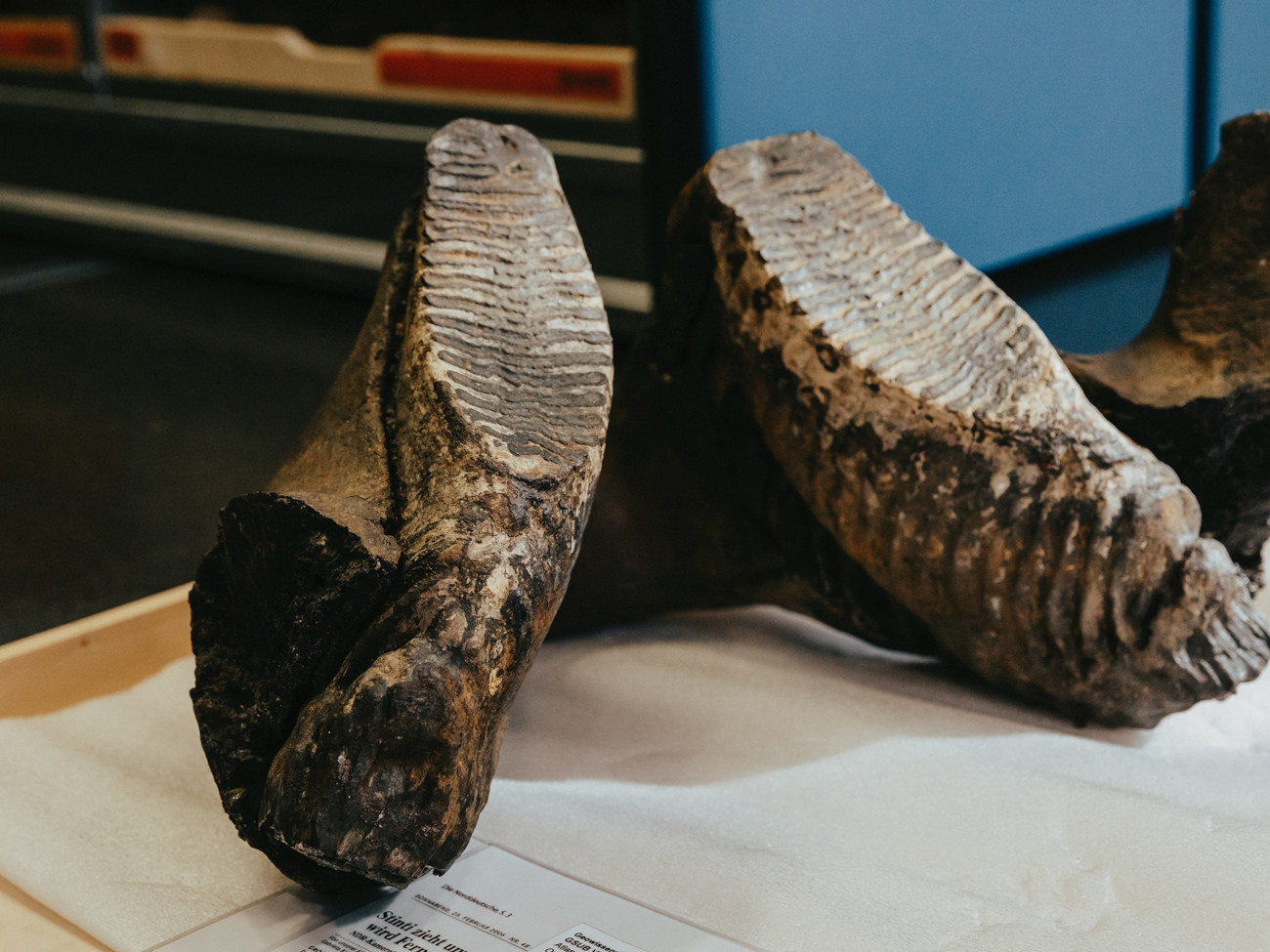 The lower jaw of a mammoth