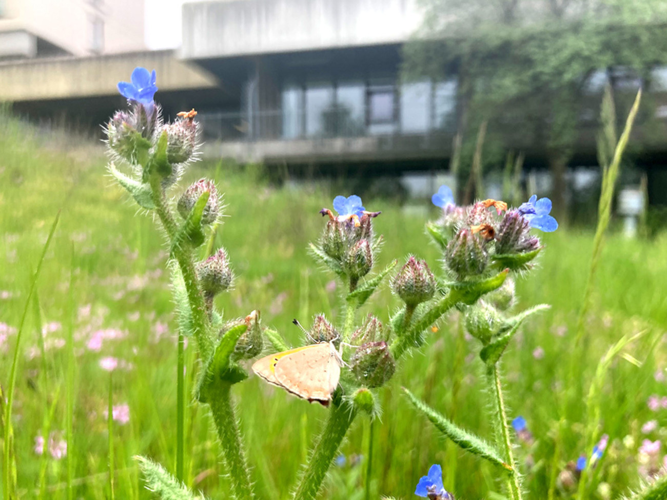 Ein kleiner gelber Schmetterling sitzt auf einer Blume mit kleinen blauen Blüten. Im Hintergrund sieht man die ungemähte Wiese vor einem Gebäude der Universität.