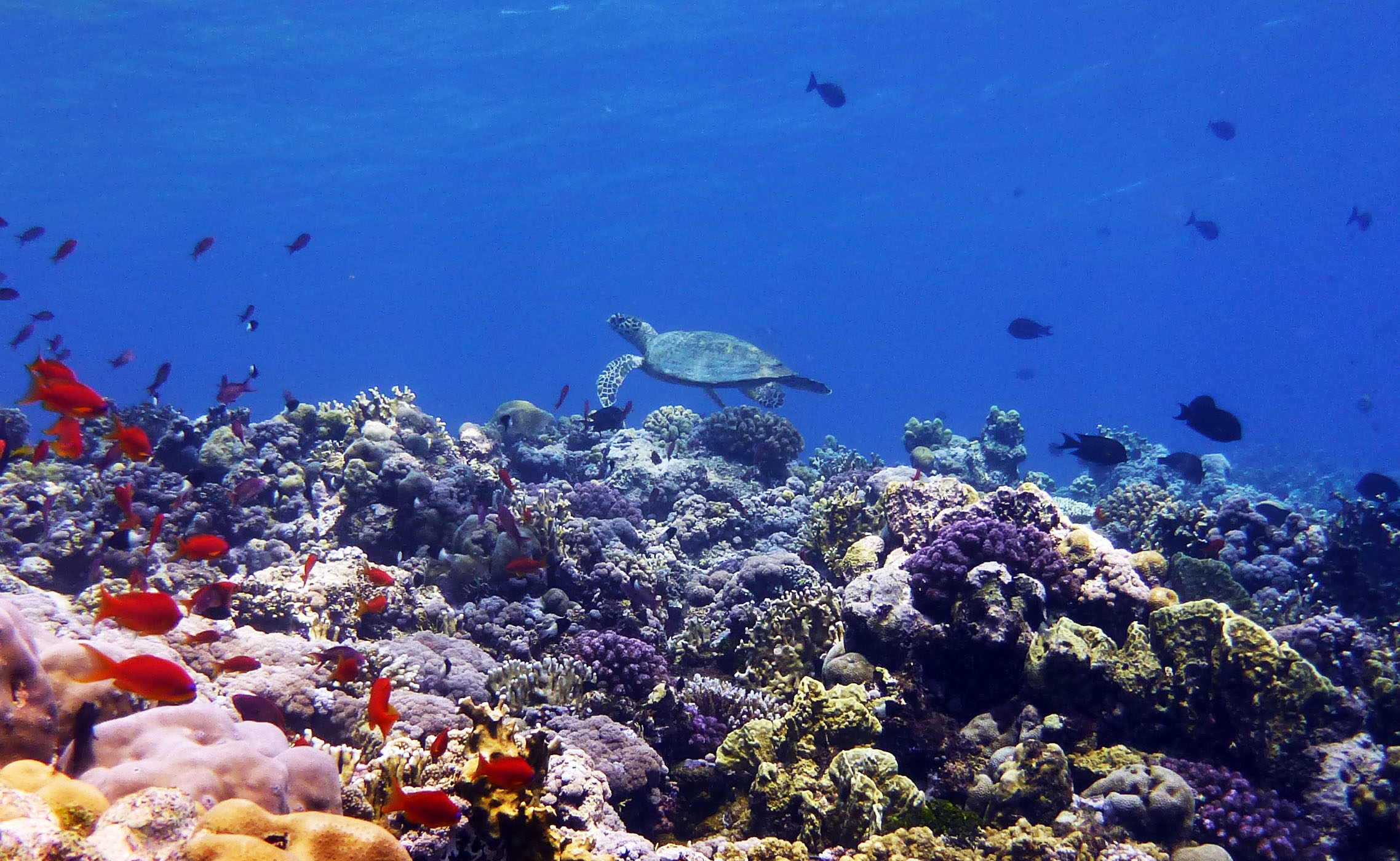 Underwater photo of a vibrant coral reef teeming with colorful fish. A sea turtle is swimming just above the corals in the center of the image. The water is clear and displays various shades of blue.